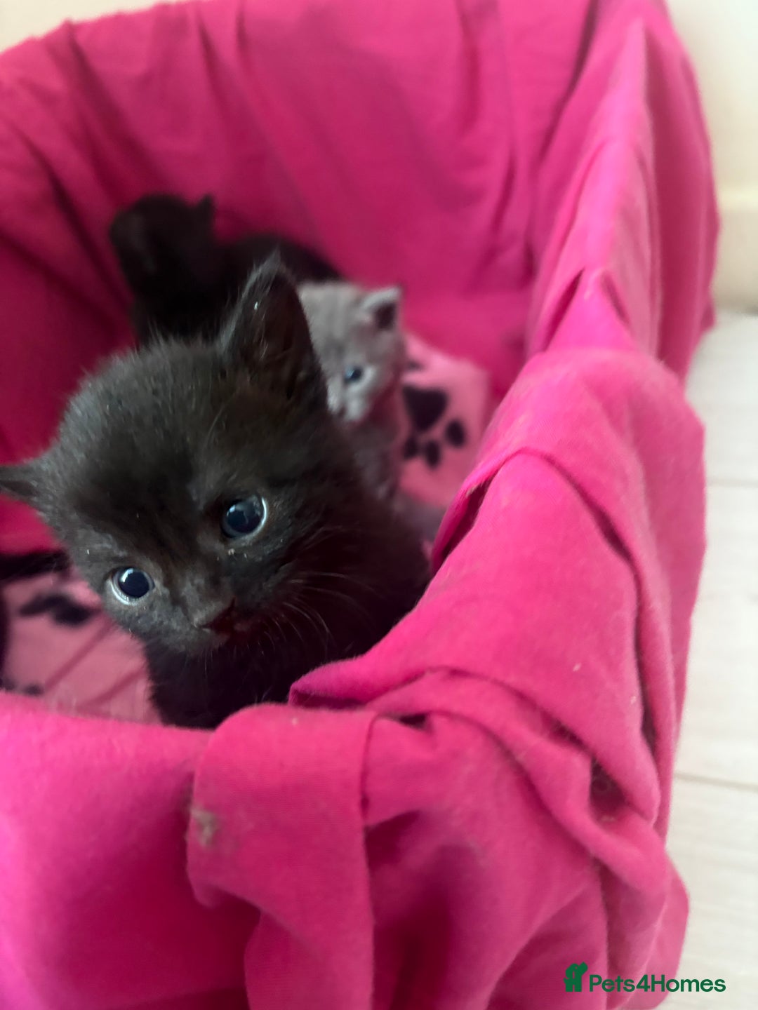 British Shorthair cats for sale: Black british shorthair kittens - Image 4