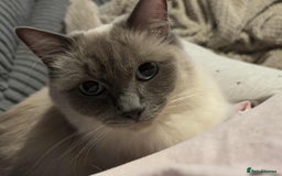 Ragdoll cats for sale: Ragdoll cat  - Image 2