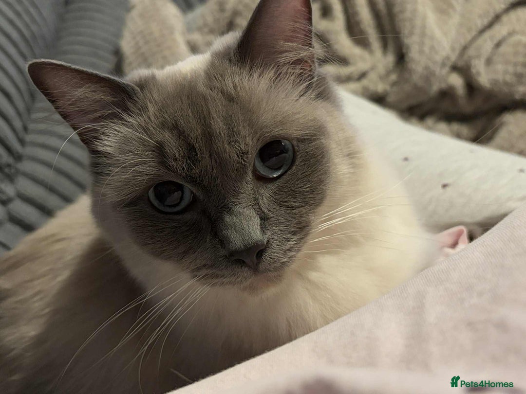Ragdoll cats for sale: Ragdoll cat  - Image 2