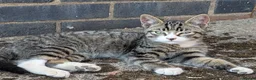 Mixed Breed cats for sale: Shorthaired Kittens, ready for collection, - Advert 3