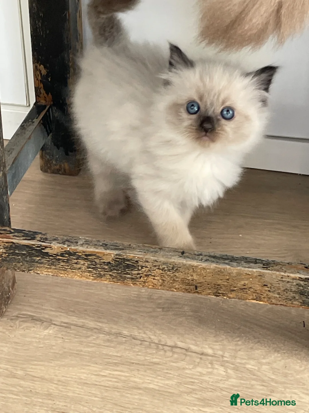 Ragdoll cats for sale: Three beautiful baby boy ragdoll’s - Advert 18