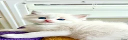 Ragdoll cats for sale: Gorgeous Tica registered Ragdoll  kittens - Advert 6