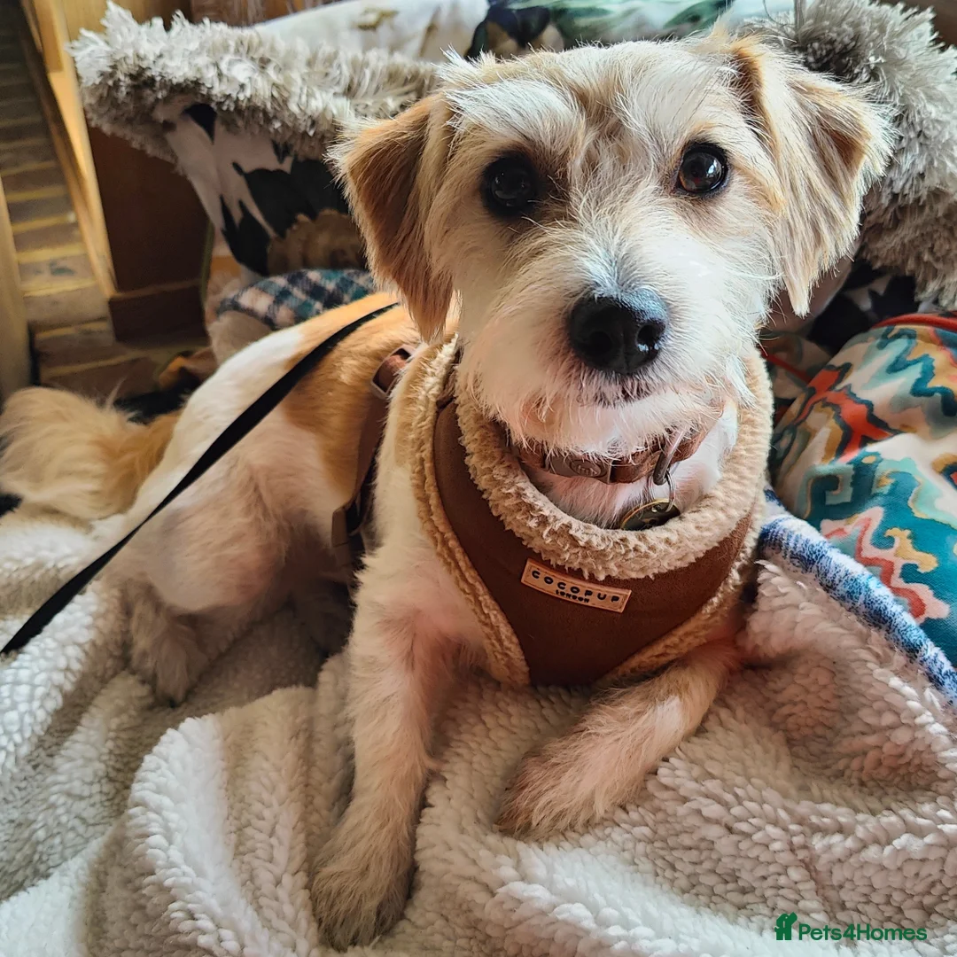 Mixed Breed dogs for sale: Loving home needed for 3 y/o jack Russell mix  - Advert 3