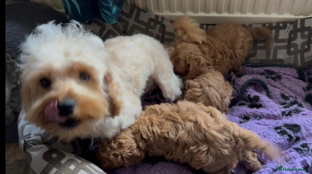Cavapoo dogs for sale: stunning Cavapoos  - Image 10