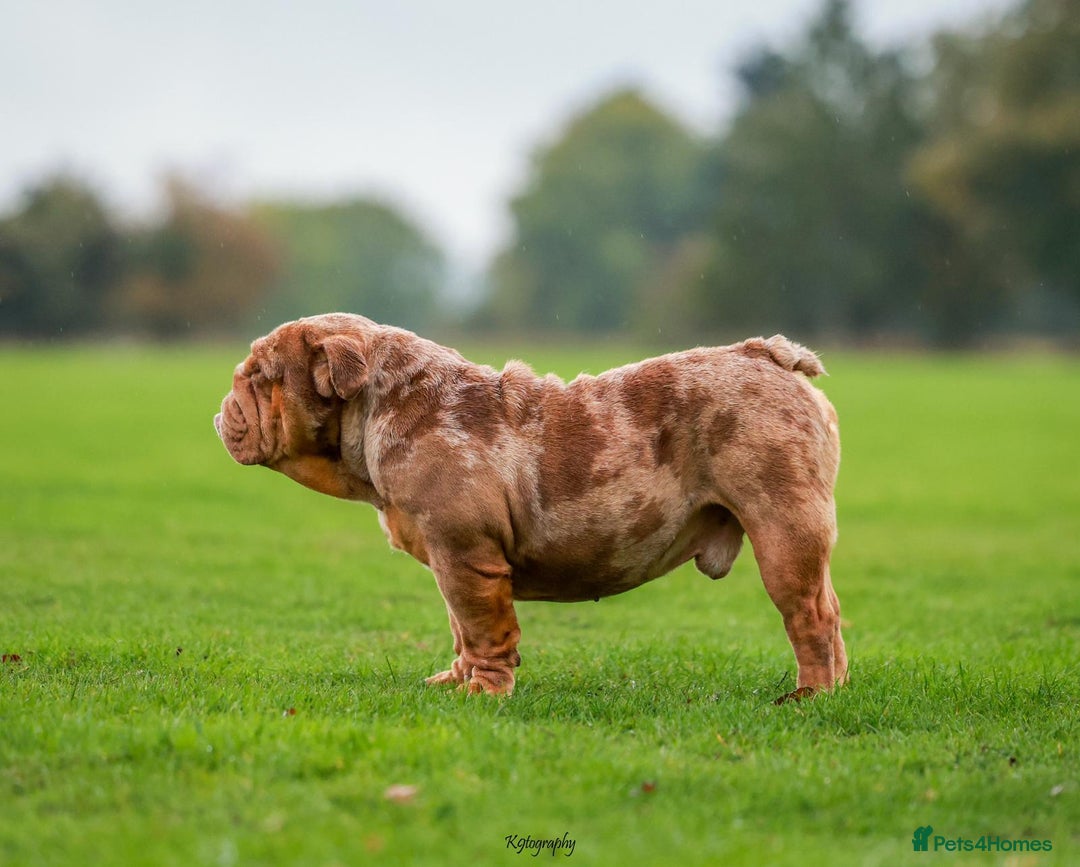 English Bulldog dogs for stud: Chocolate Merle stud English bulldog - Advert 5