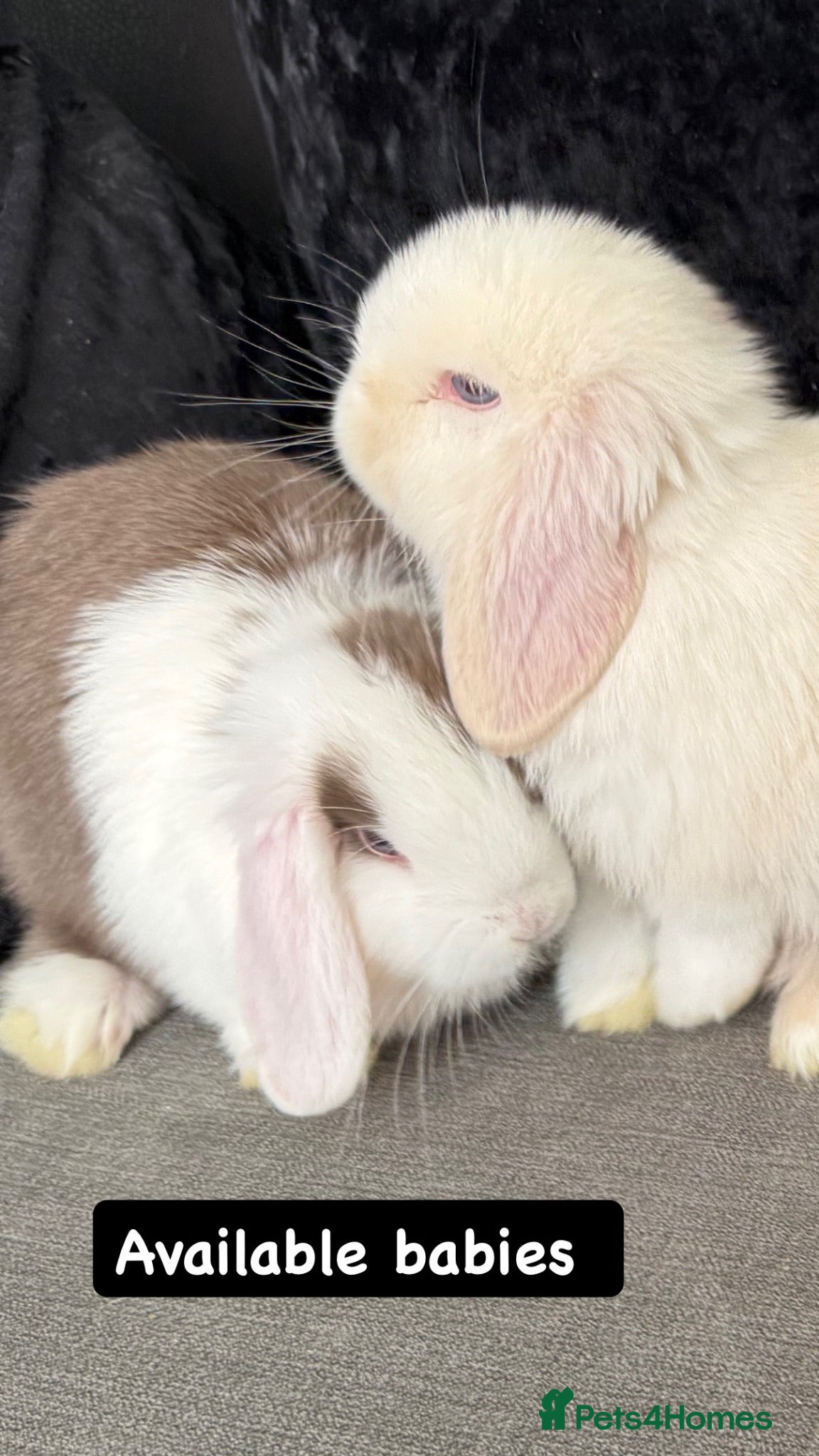 Mini Lop rabbits Ready To Leave Now - last remaining buns left 🐰 - Advert 2