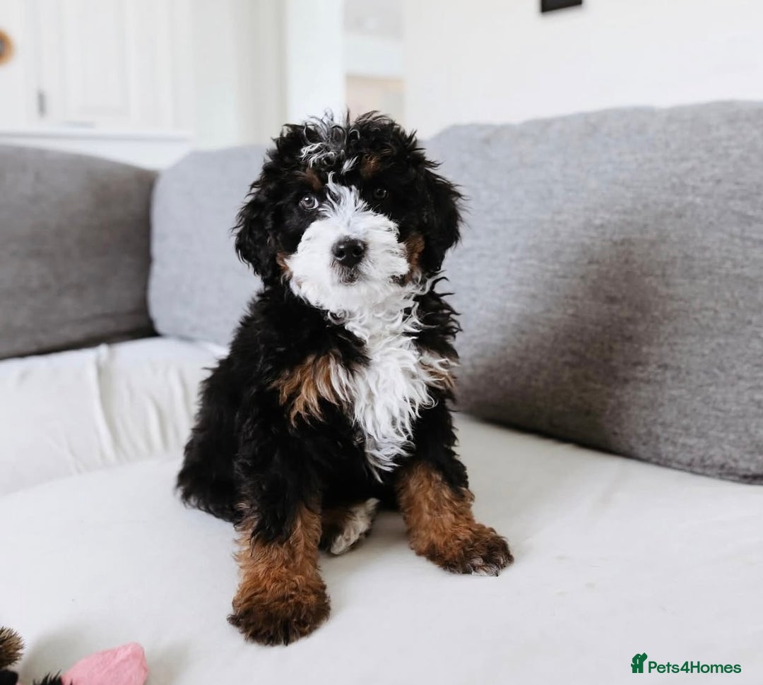 Cavapoo dogs for sale: Beautiful Cavapoo puppies! - Image 8