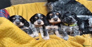 Cocker Spaniel dogs Show Type blue/Tri/chocolate Roan Cocker Spaniels  - Advert 13