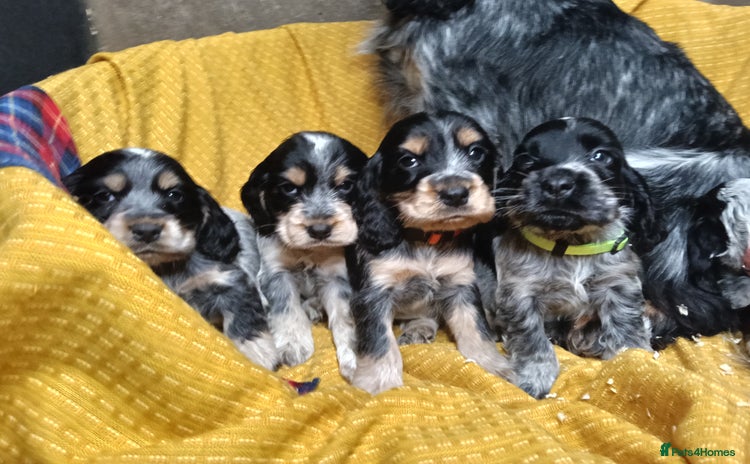 Cocker Spaniel dogs - Advert 4