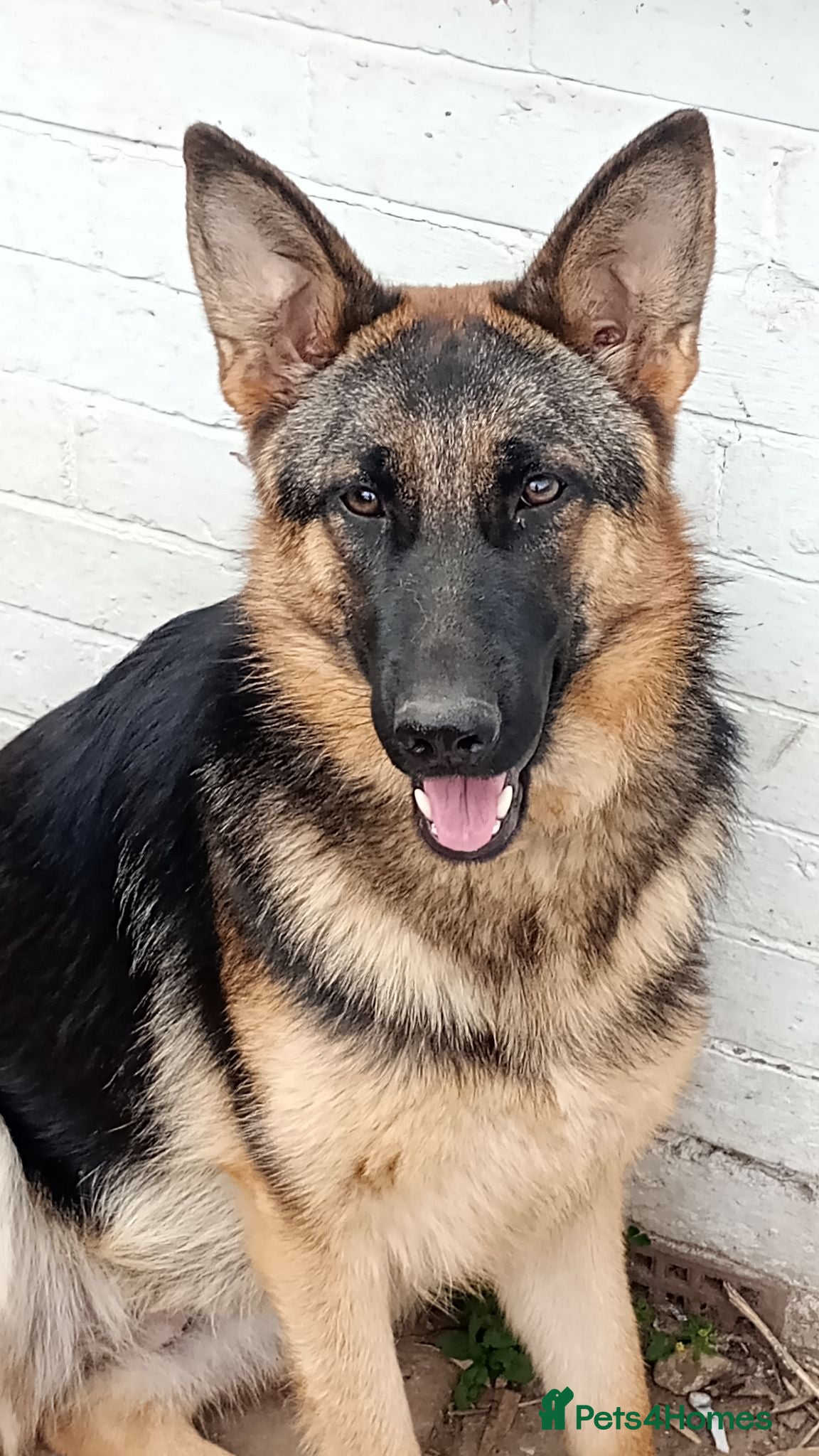German Shepherd dogs 3 year old female German shepherd needs new homes  - Advert 1