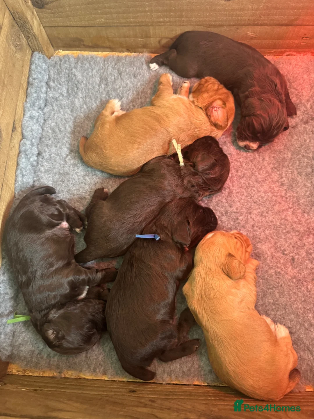 Cocker Spaniel dogs for sale: Gorgeous KC Cocker Spaniels - Advert 5