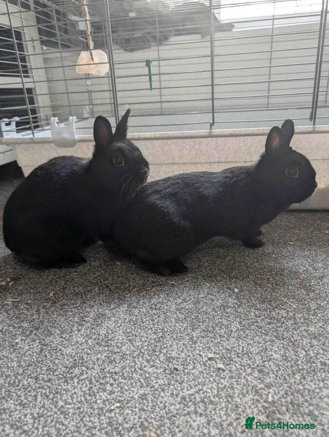 Netherland Dwarf rabbits for sale: Bonded pair of black Netherland dwarfs  - Advert 3