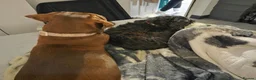 Labrador Retriever dogs for sale: Labrador for sale  - Advert 4
