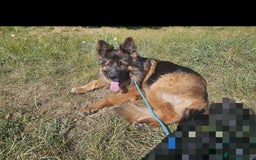 German Shepherd dogs for sale: German Shepherd - Image 5