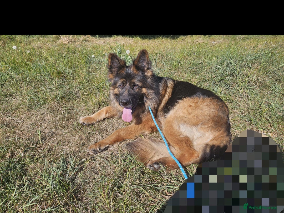 German Shepherd dogs for sale: German Shepherd - Image 5