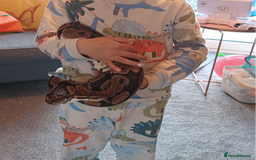 Python Snake reptiles for sale: Royal python - Image 2