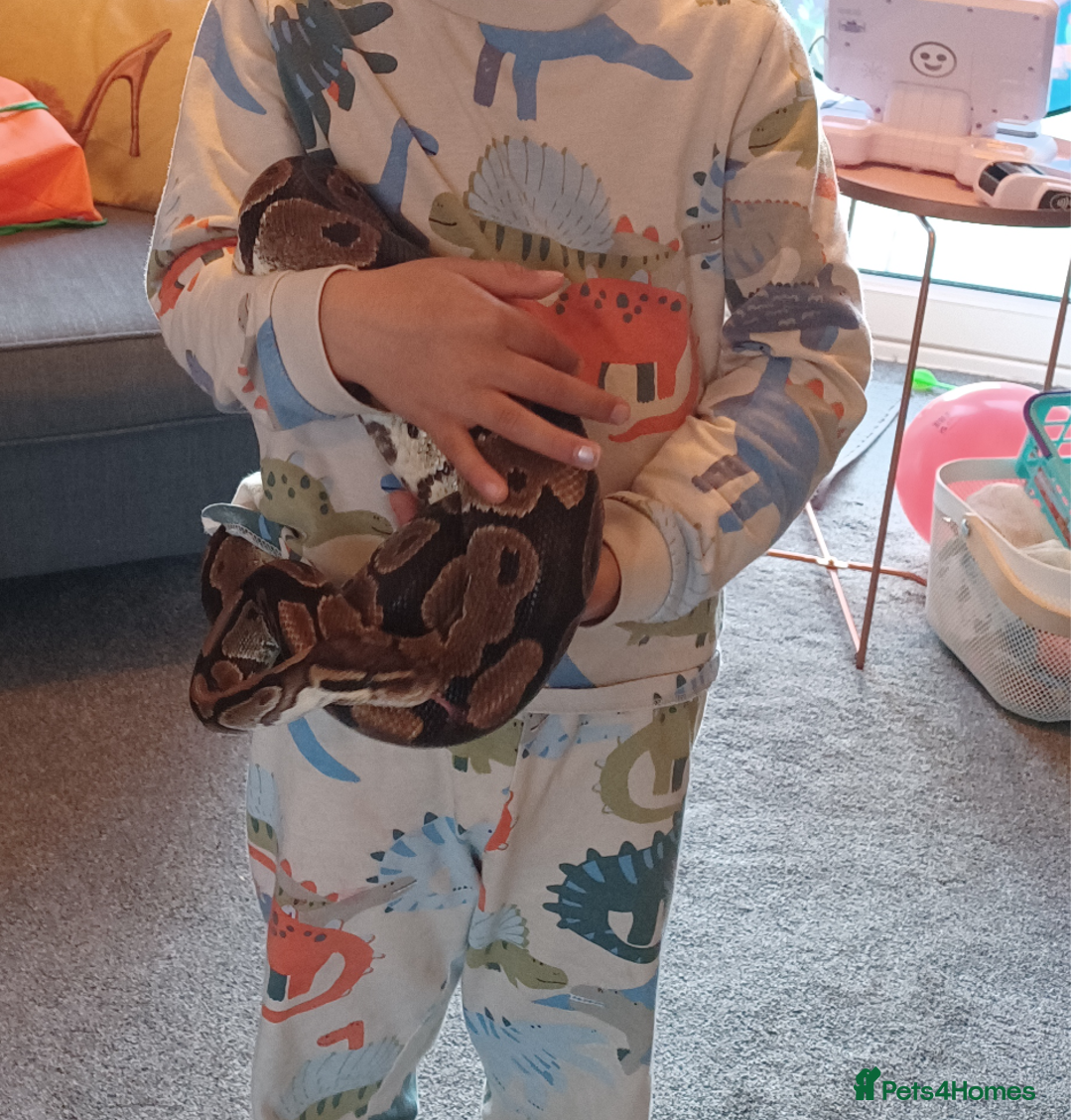 Python Snake reptiles for sale: Royal python - Image 2