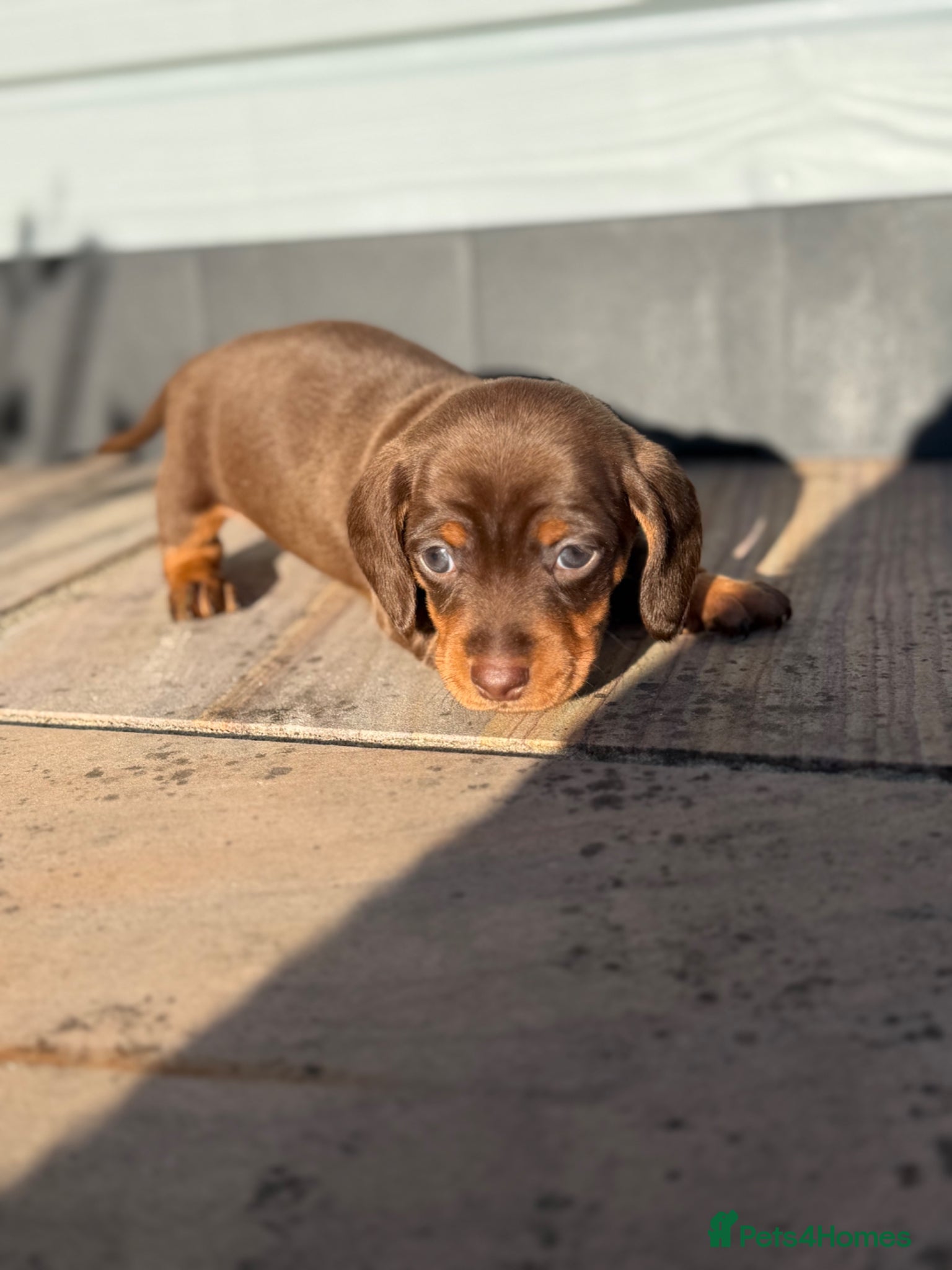 Miniature Dachshund dogs Ready now!! Super Miniature dachshunds  🦴🐶🐾🐾 - Advert 1