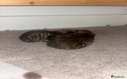 Ragdoll cats for sale: Long haired bts cross ragdoll kittens   - Image 1