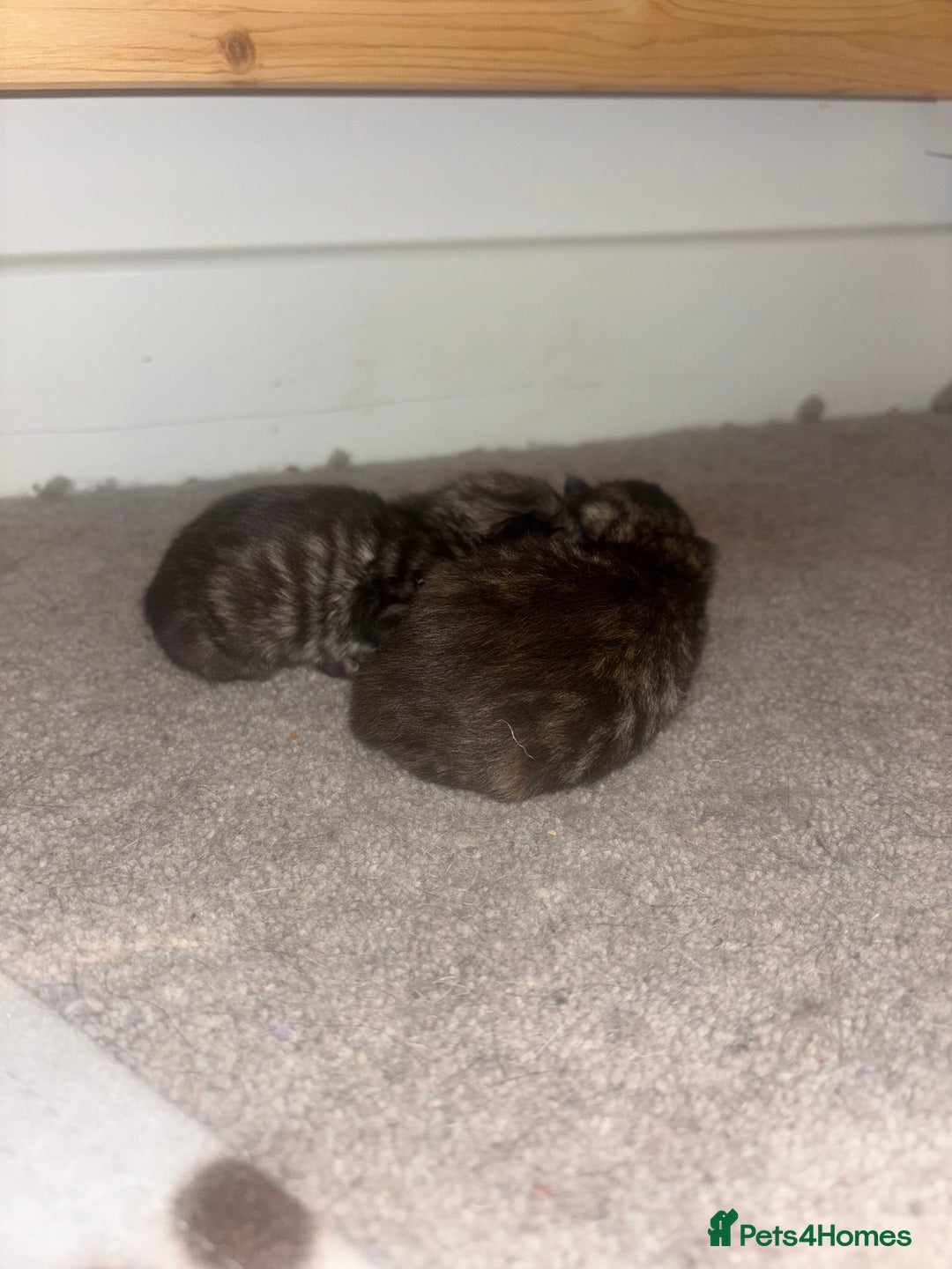 Ragdoll cats for sale: Long haired bts cross ragdoll kittens   - Image 1