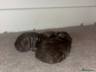 Ragdoll cats for sale - Advert 1