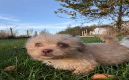 Poochon dogs for sale: READY FOR HER NEW PAW PACK  - Advert 1