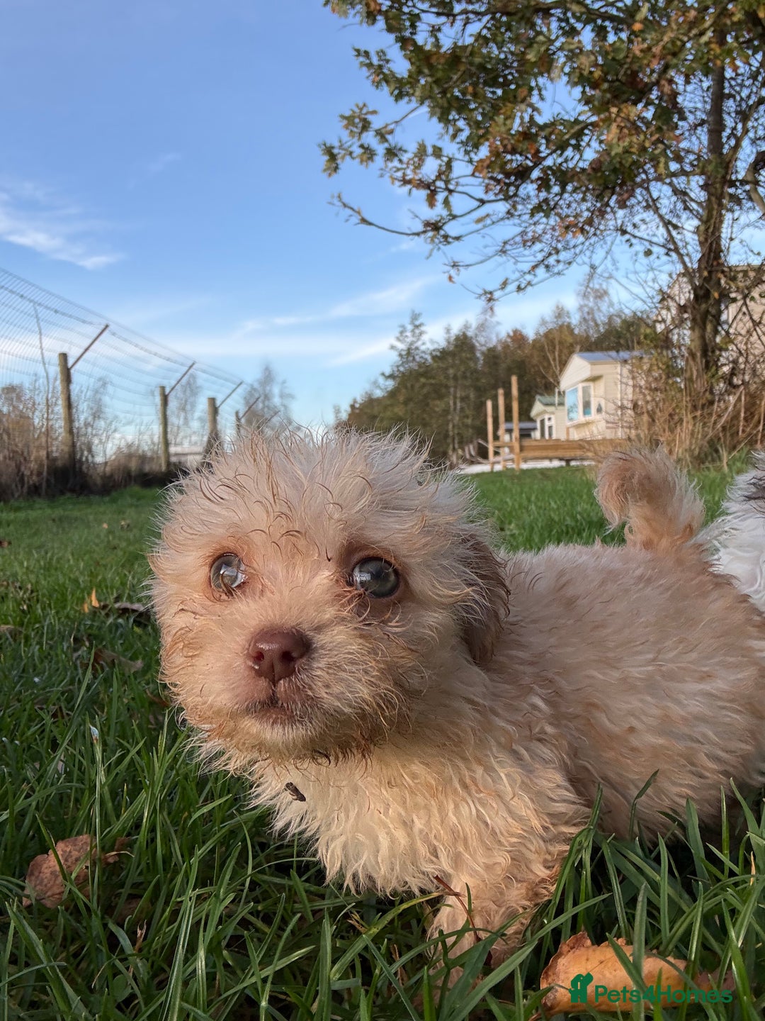 Poochon dogs for sale: READY FOR HER NEW PAW PACK  - Advert 1