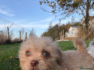 Poochon dogs READY FOR HER NEW PAW PACK - Advert 20