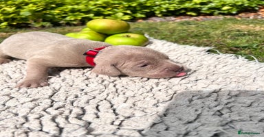 Cane Corso dogs - Advert 8