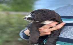Cocker Spaniel dogs for sale: Last 2 Working Cocker Spaniel Pups - Image 3