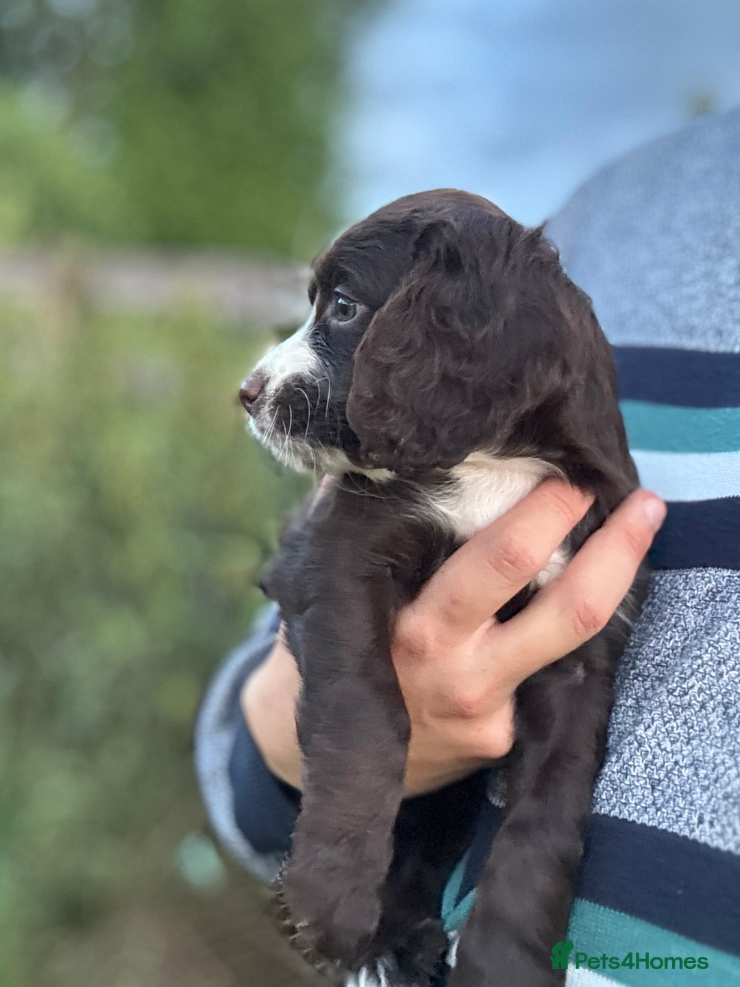Cocker Spaniel dogs for sale: Last 2 Working Cocker Spaniel Pups - Image 3