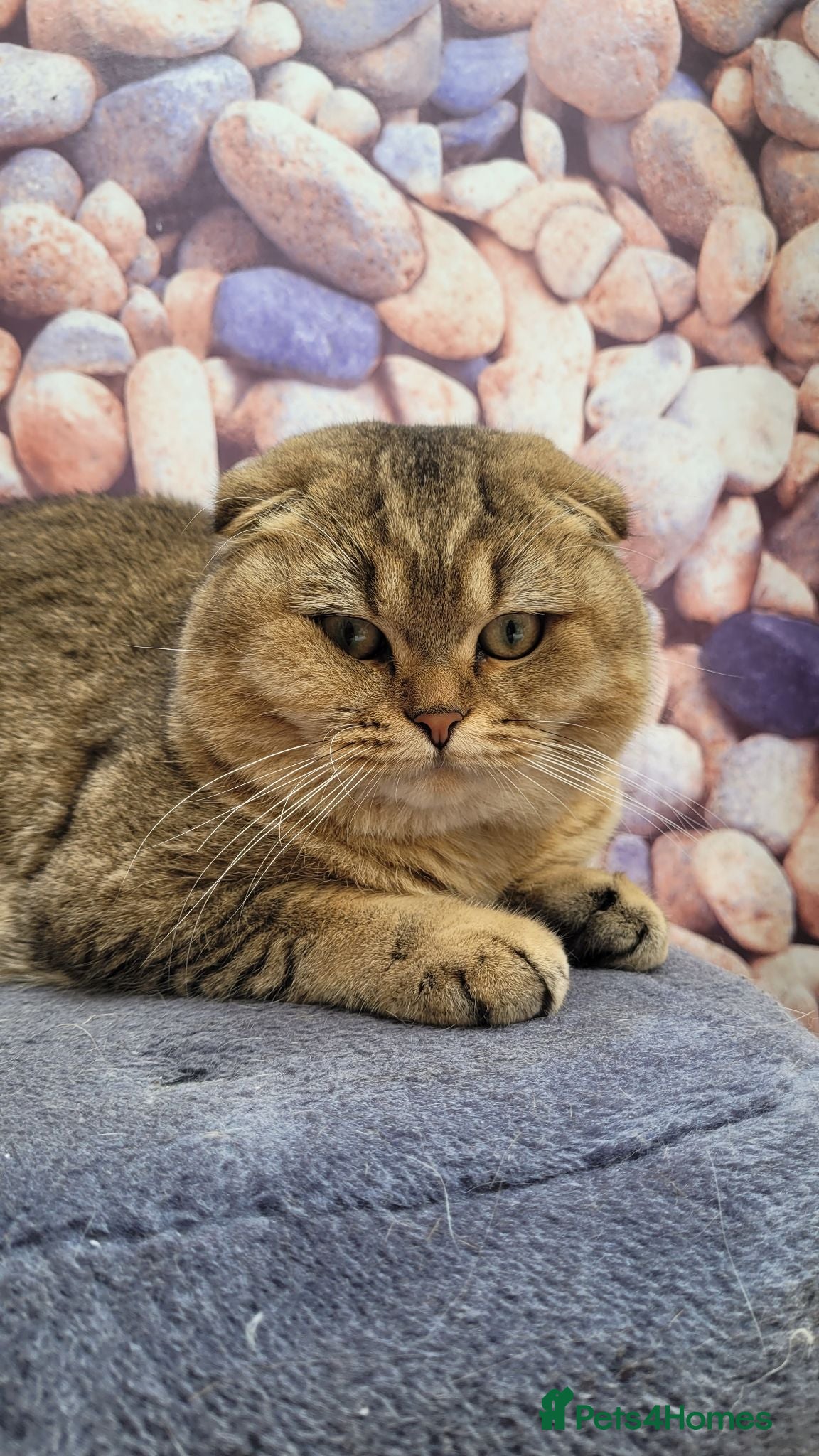 Scottish Fold cats SCOTTISH FOLD FOR STUD  - Advert 1