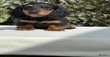 Miniature Dachshund dogs - Advert 15