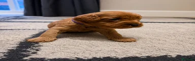Cockapoo 4