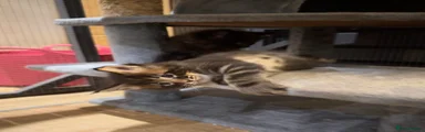 Maine Coon 1