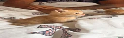 Domestic Shorthair cats for sale: 3 ginger and white boy kittens  in Cumnock - Advert 24