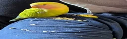 Parrots birds for sale: Intelligent & Ready to Fly Into Your Heart in Basildon - Advert 5