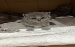 Scottish Fold cats for sale: Scottish fold  - Image 13