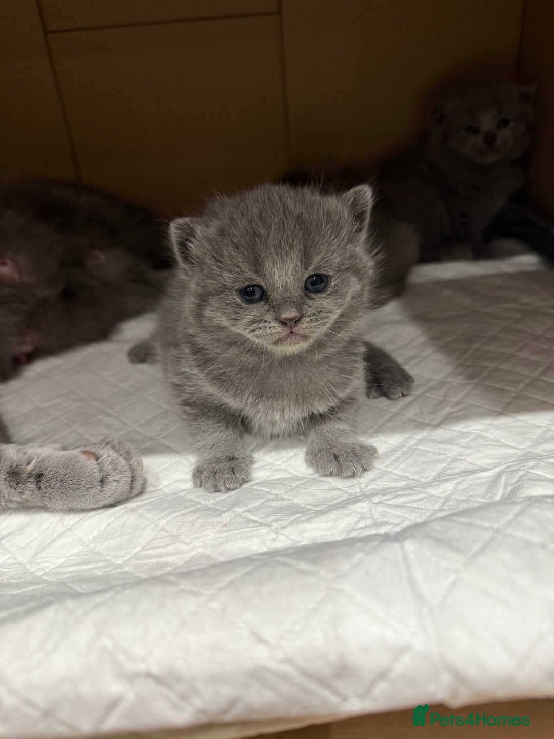 Scottish Fold cats for sale: Scottish fold  - Image 13