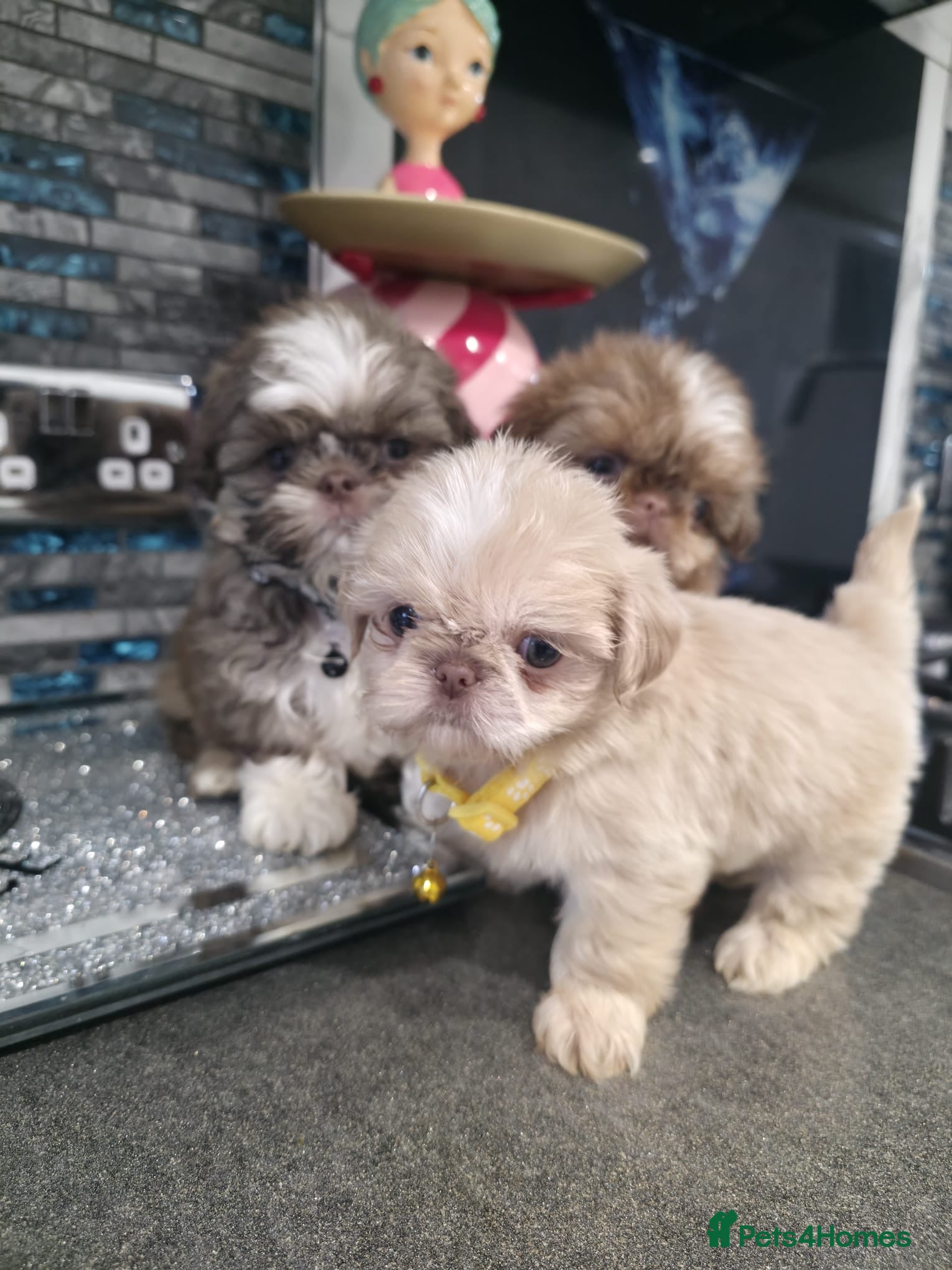 Shih Tzu dogs IMRERIAL SHIHTZU PUPPIES - Advert 1