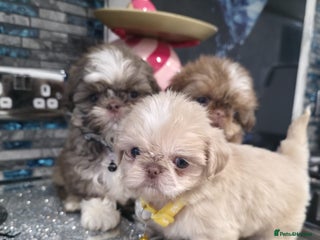 Shih Tzu dogs IMRERIAL SHIHTZU PUPPIES - Advert 9