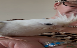Cockatiels birds for sale: Stunning hand reard cockatiel - Image 2