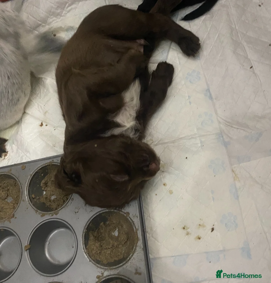 Sprocker dogs for sale: Beautiful Sprocker Puppies Ready 30th December - Advert 24