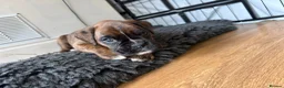 Boxer dogs for sale: Stunning KC Registered Boxer Puppies in Ipswich - Advert 4