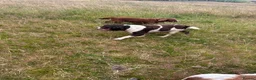English Springer Spaniel dogs for sale: Beautiful springer spaniel  - Advert 7