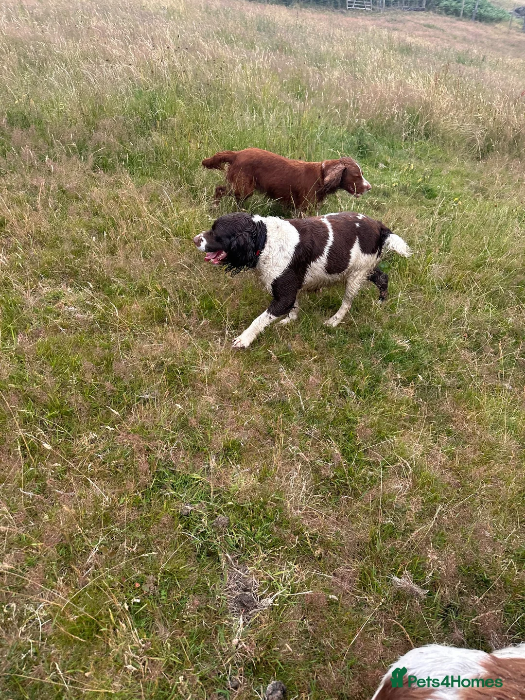 English Springer Spaniel dogs for sale: Beautiful springer spaniel  - Advert 7