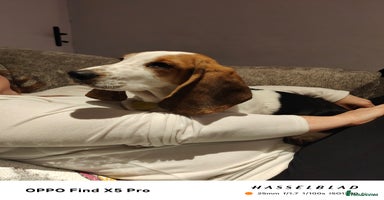 Basset Hound dogs - Advert 15