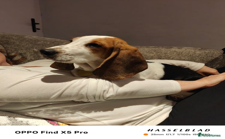 Basset Hound dogs - Advert 1