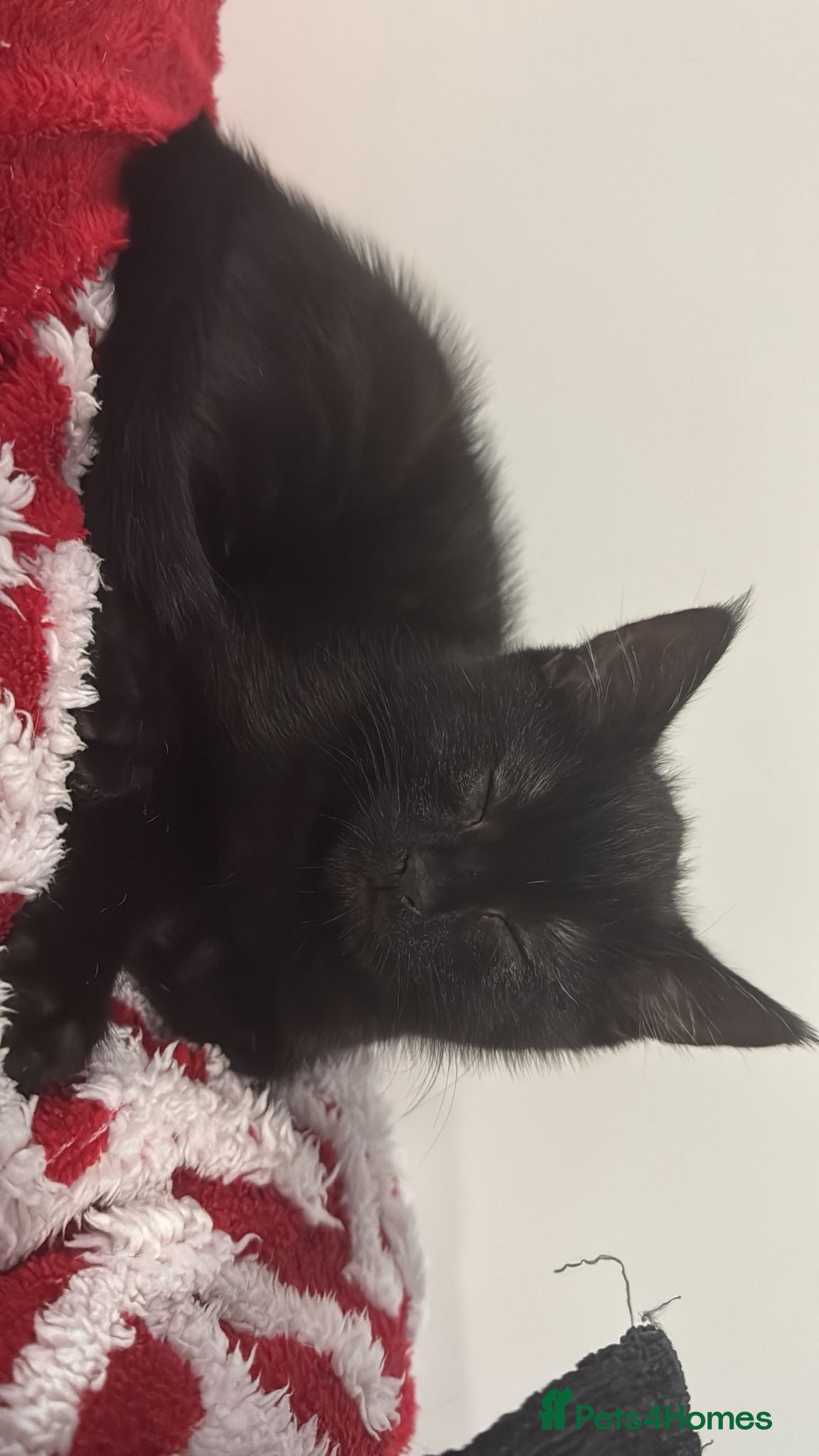 Mixed Breed cats for sale: Lovable black and dark brown stripped kitten - Advert 3