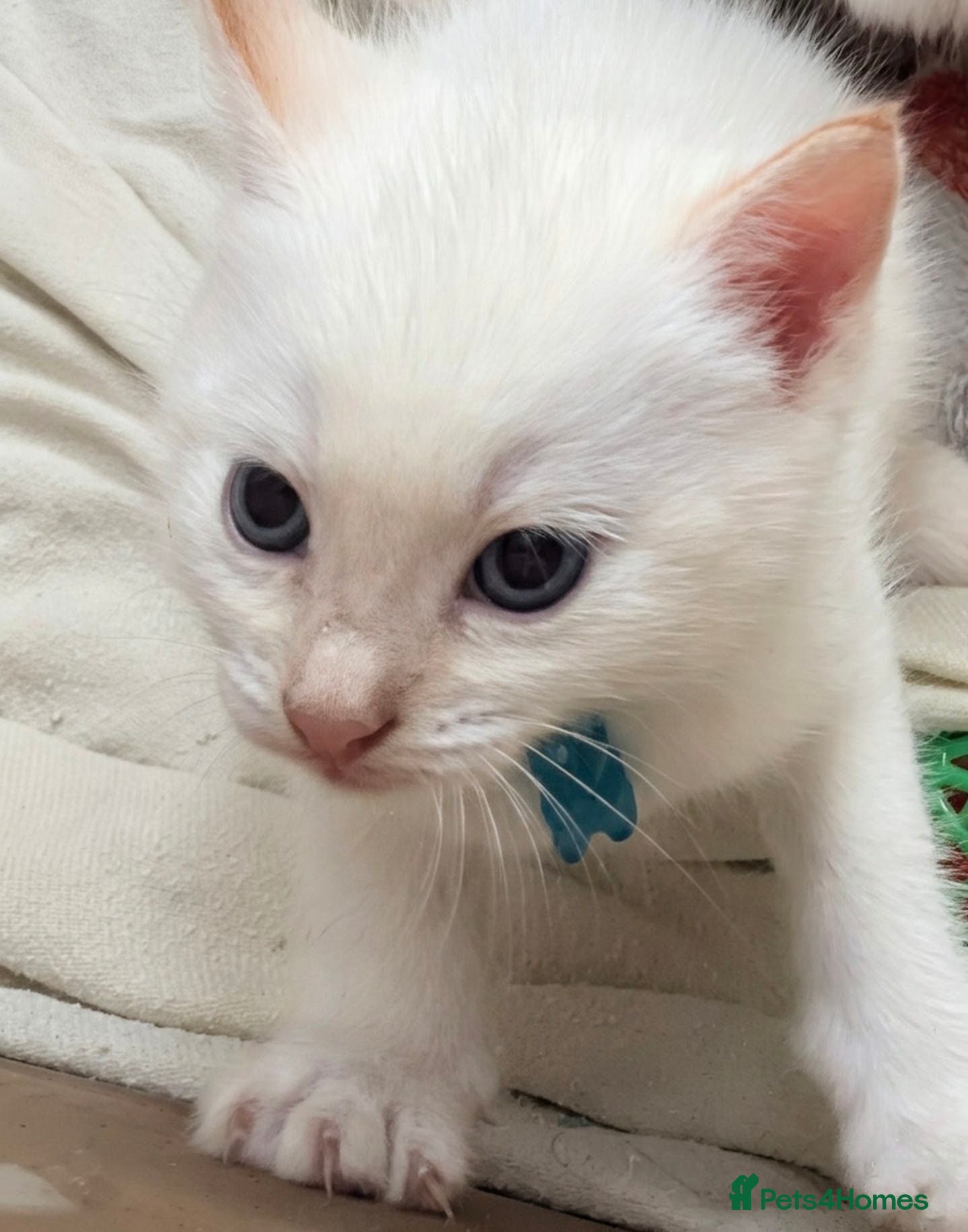 Ragamese cats Beautiful ragameise kittens-1 boy left - BLUE  - Advert 17